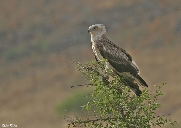    Short Toed Eagle  Circaetus gallicus            , ,   2009,: 